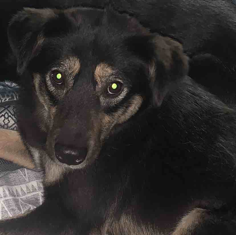 A picture of Kahlua Cream Puff, a 3 years 11 months old Jindo dog.