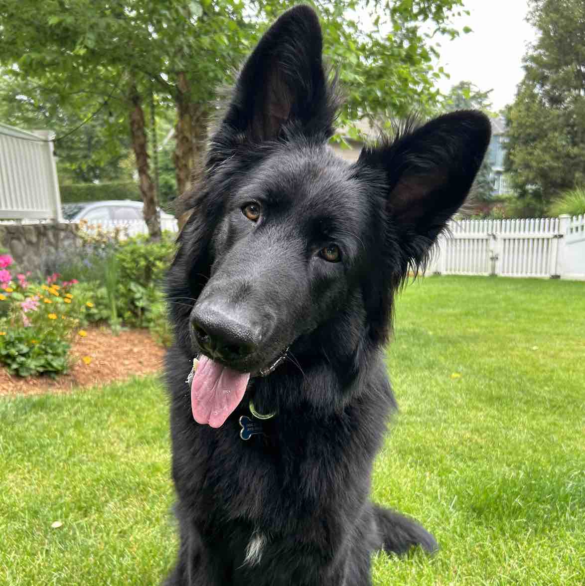 A picture of Jambo, a 2 years 9 months old Other dog.