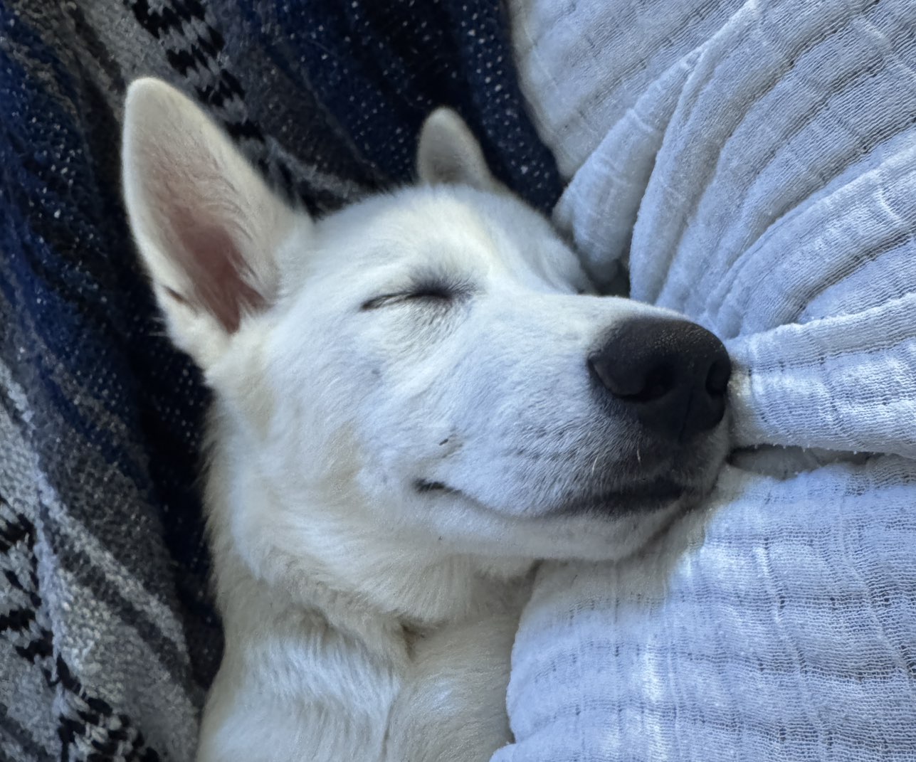 A picture of Nala, a 4 months old Other Mix dog.