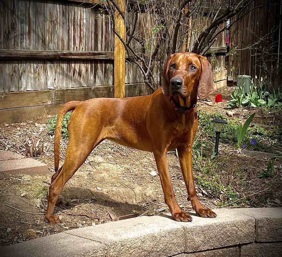 A picture of Winnie Pooh, a 4 years 11 months old Other dog.