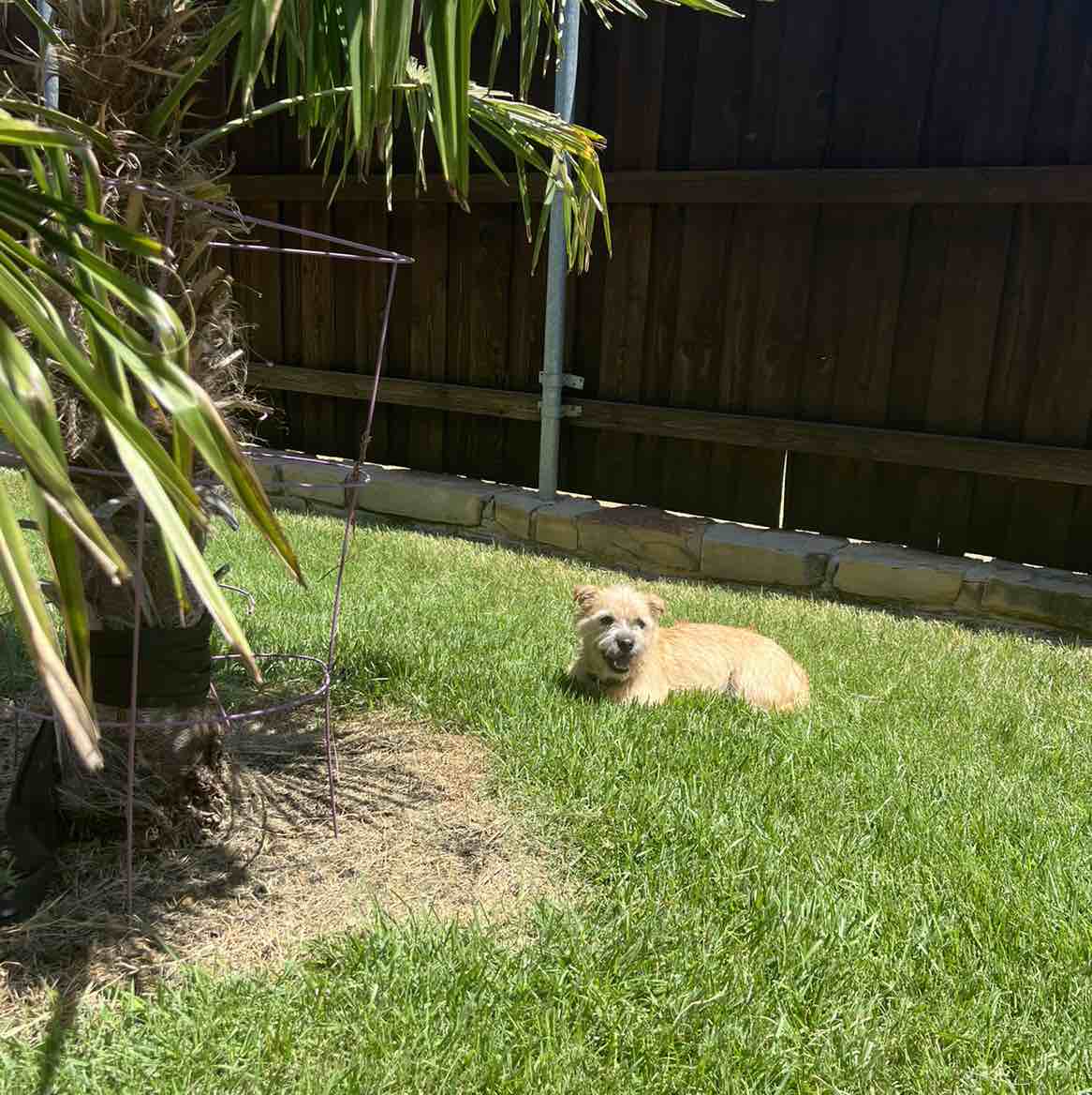 A picture of Willie (Rex) Ott, a 2 years 7 months old Other Mix dog.