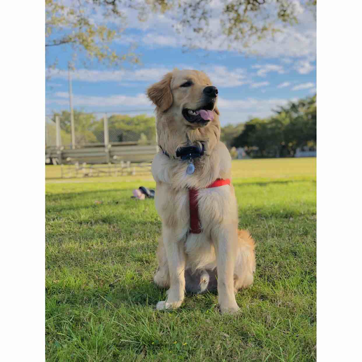 A picture of Forky, a 4 years 2 months old Other dog.