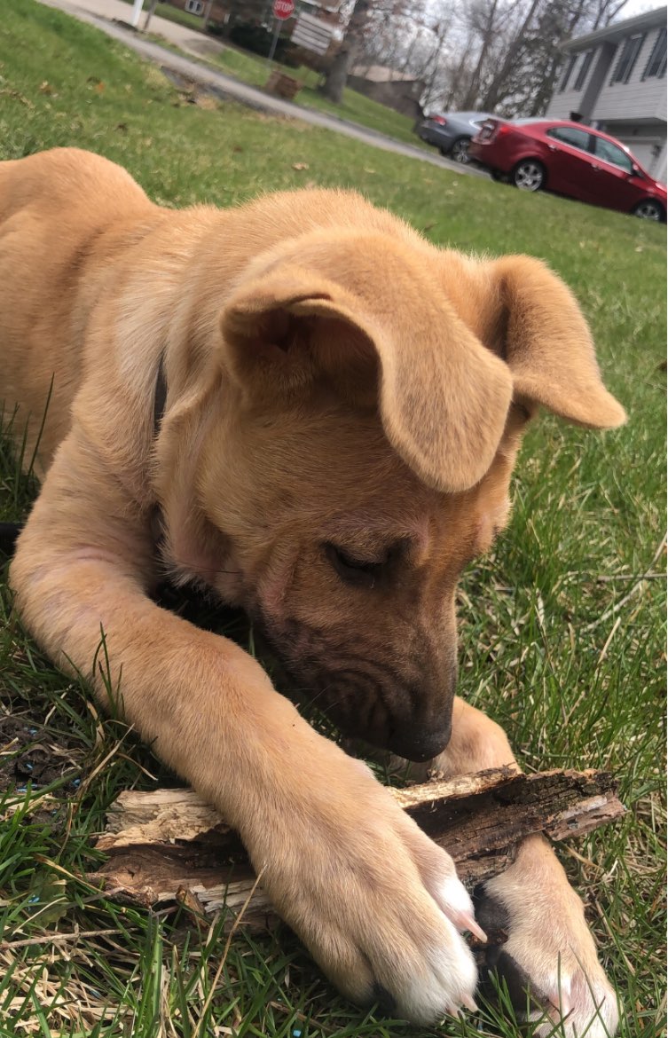 A picture of Tsunade, a 3 years 6 months old Other Mix dog.