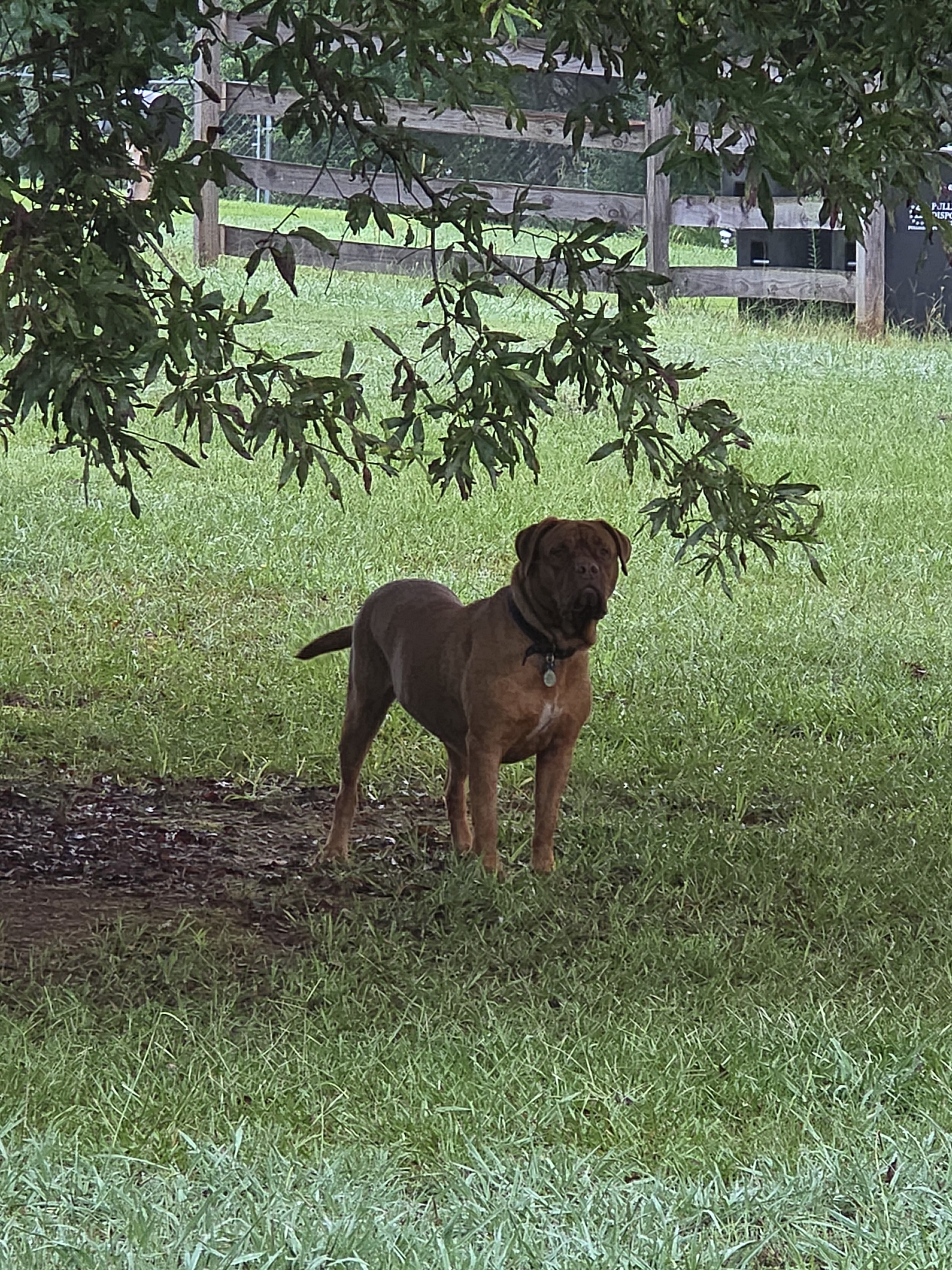 A picture of Chanel, a 4 years 10 months old Other dog.