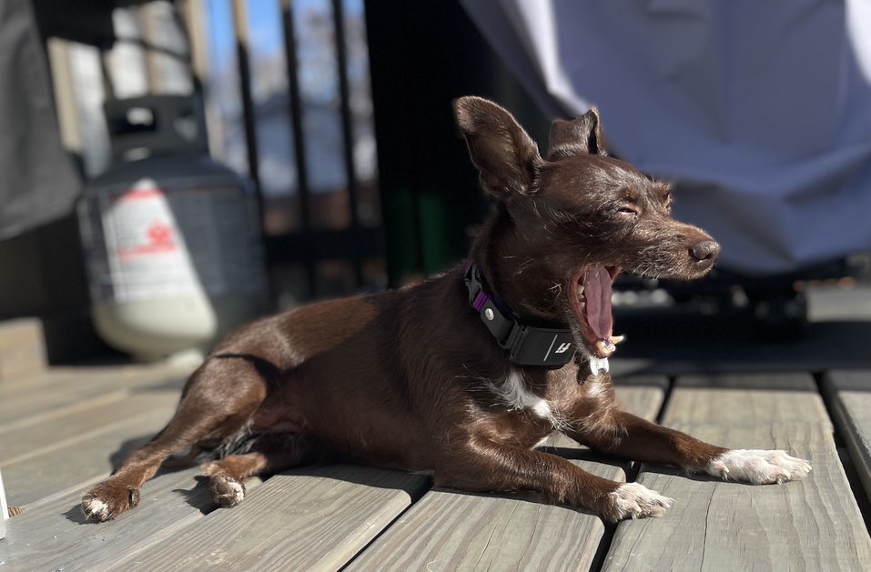 A picture of Daisy, a 6 years old Other Mix dog.