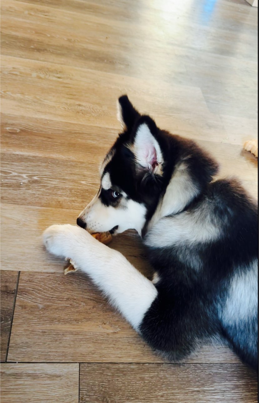 A picture of Shadow, a 7 months old Other dog.