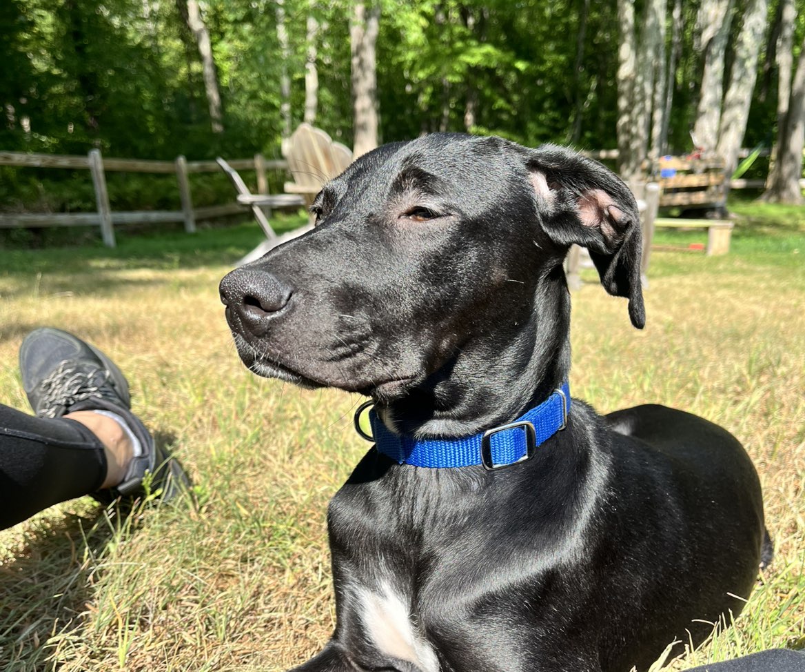 A picture of Fig, a 6 months old Other Mix dog.