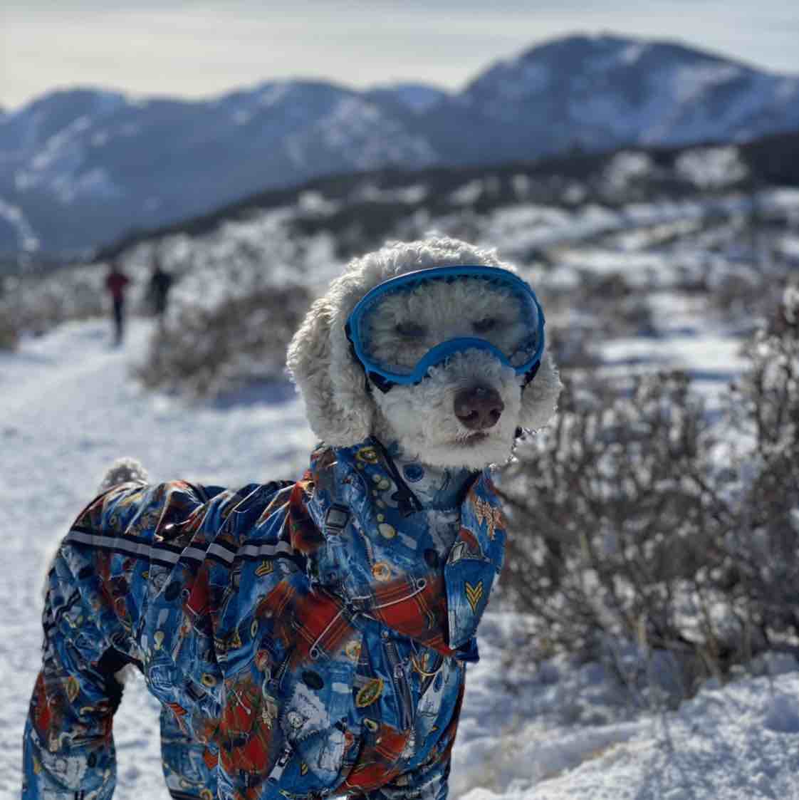 A picture of Soto, a 6 years 5 months old Other dog.