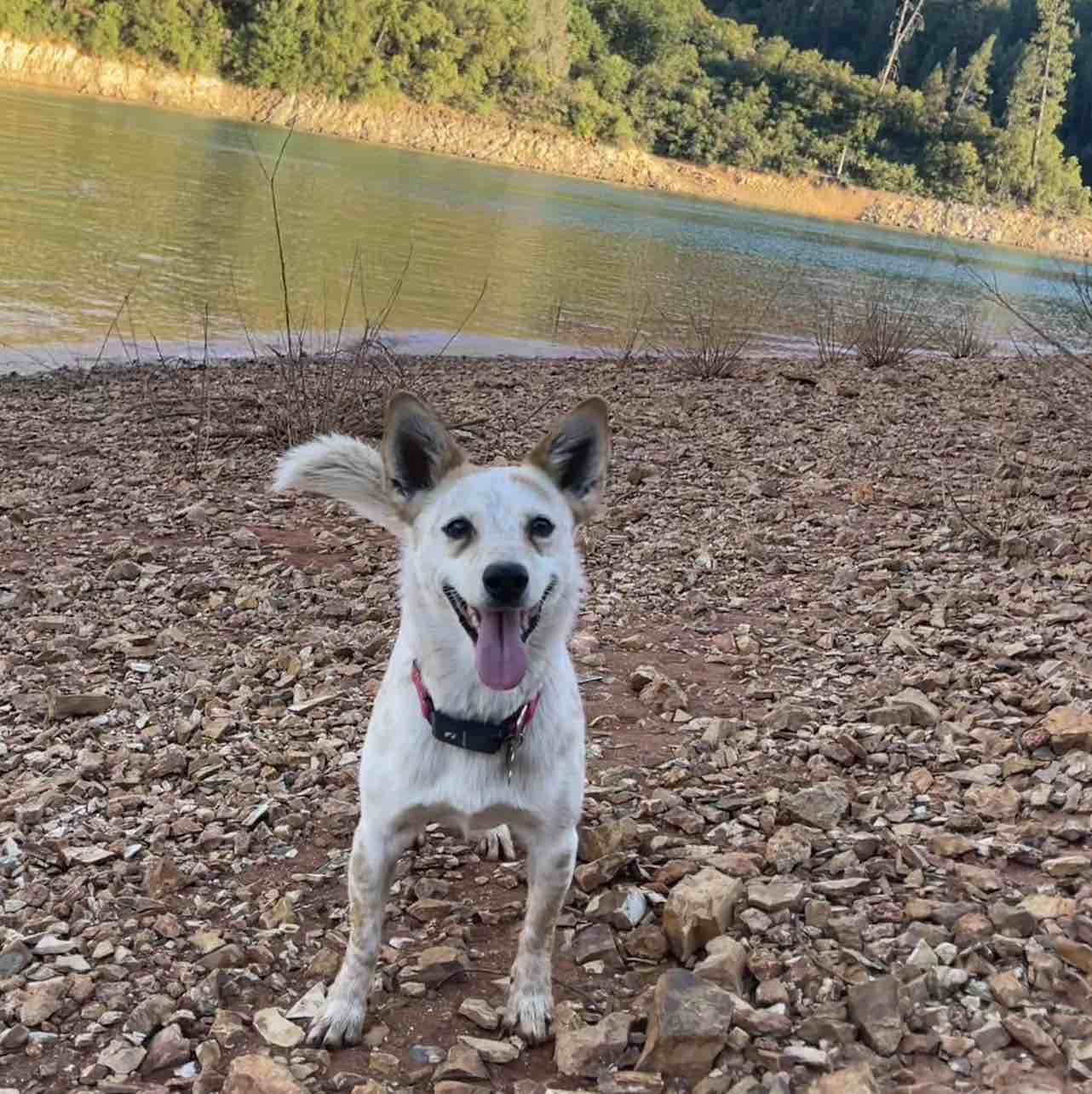 A picture of Pippi, a 4 years 5 months old Other Mix dog.
