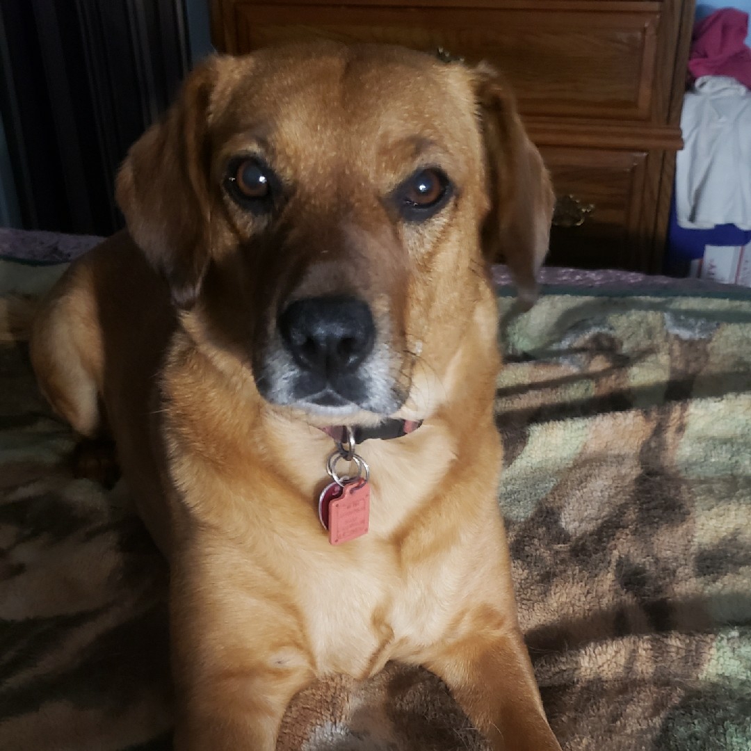 A picture of Peggy, a 8 years 3 months old Other Mix dog.