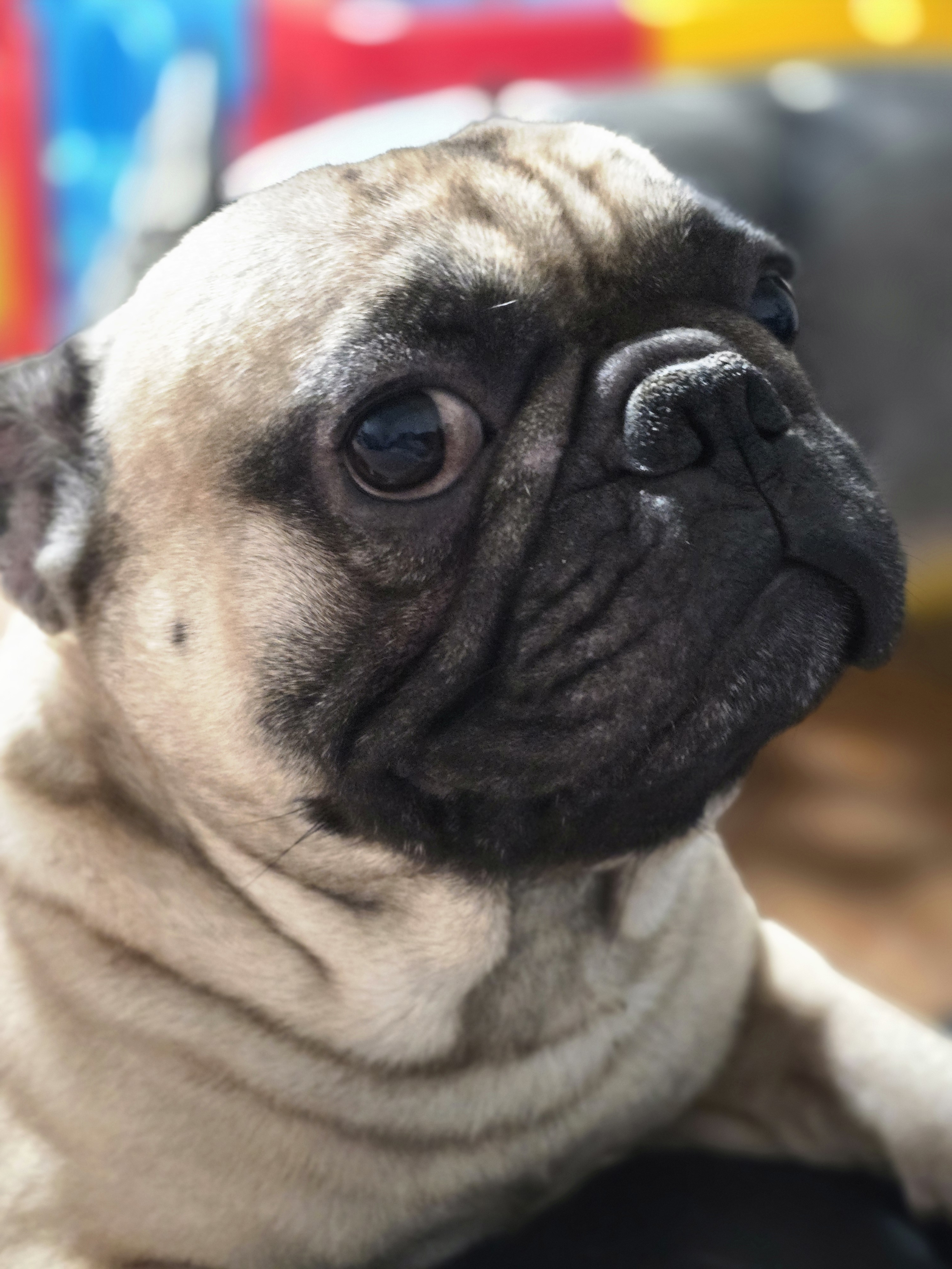 A picture of Chico, a 2 years 6 months old Other dog.