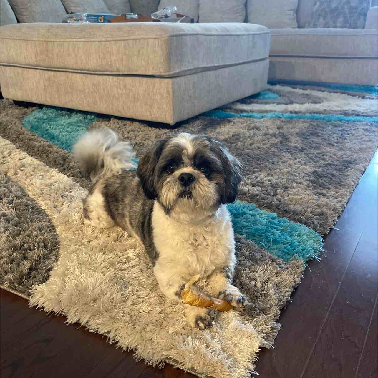A picture of ROTO, a 4 years 10 months old Other dog.