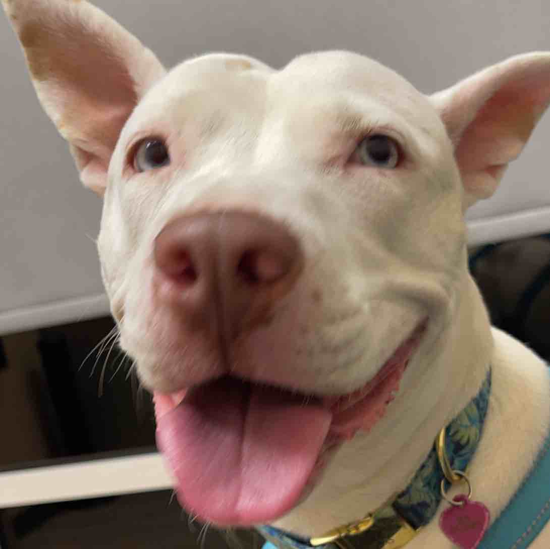 A picture of Skye Caruso, a 5 years 7 months old Other Mix dog.