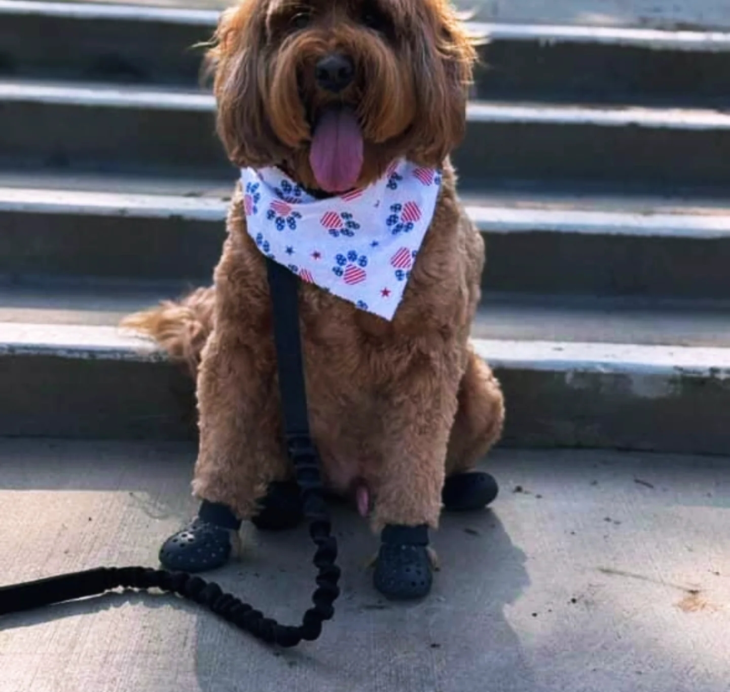 A picture of Cash Campbell, a 4 years 8 months old Other dog.