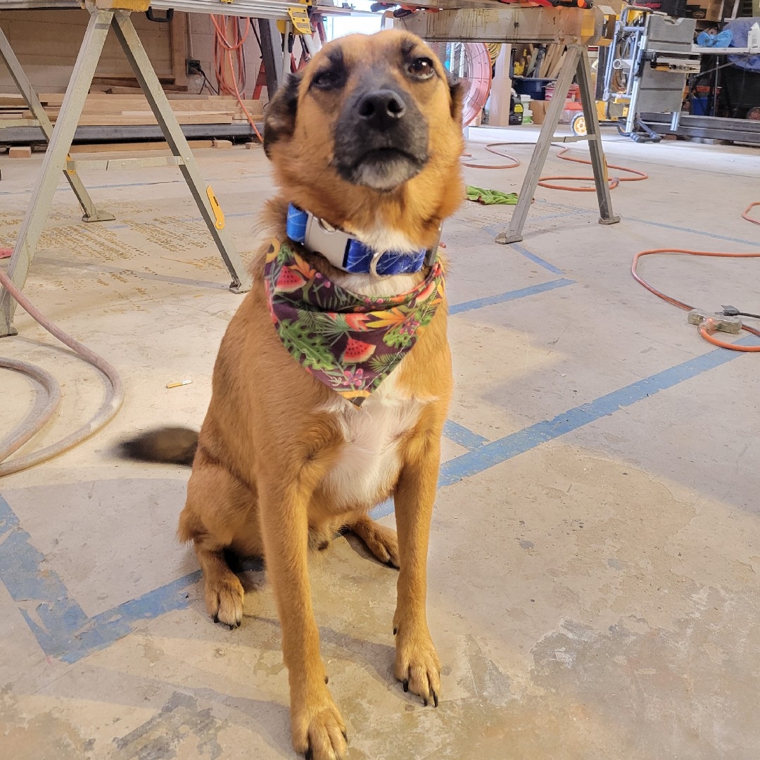 A picture of "Bro"cephus, a 5 years 10 months old Other Mix dog.