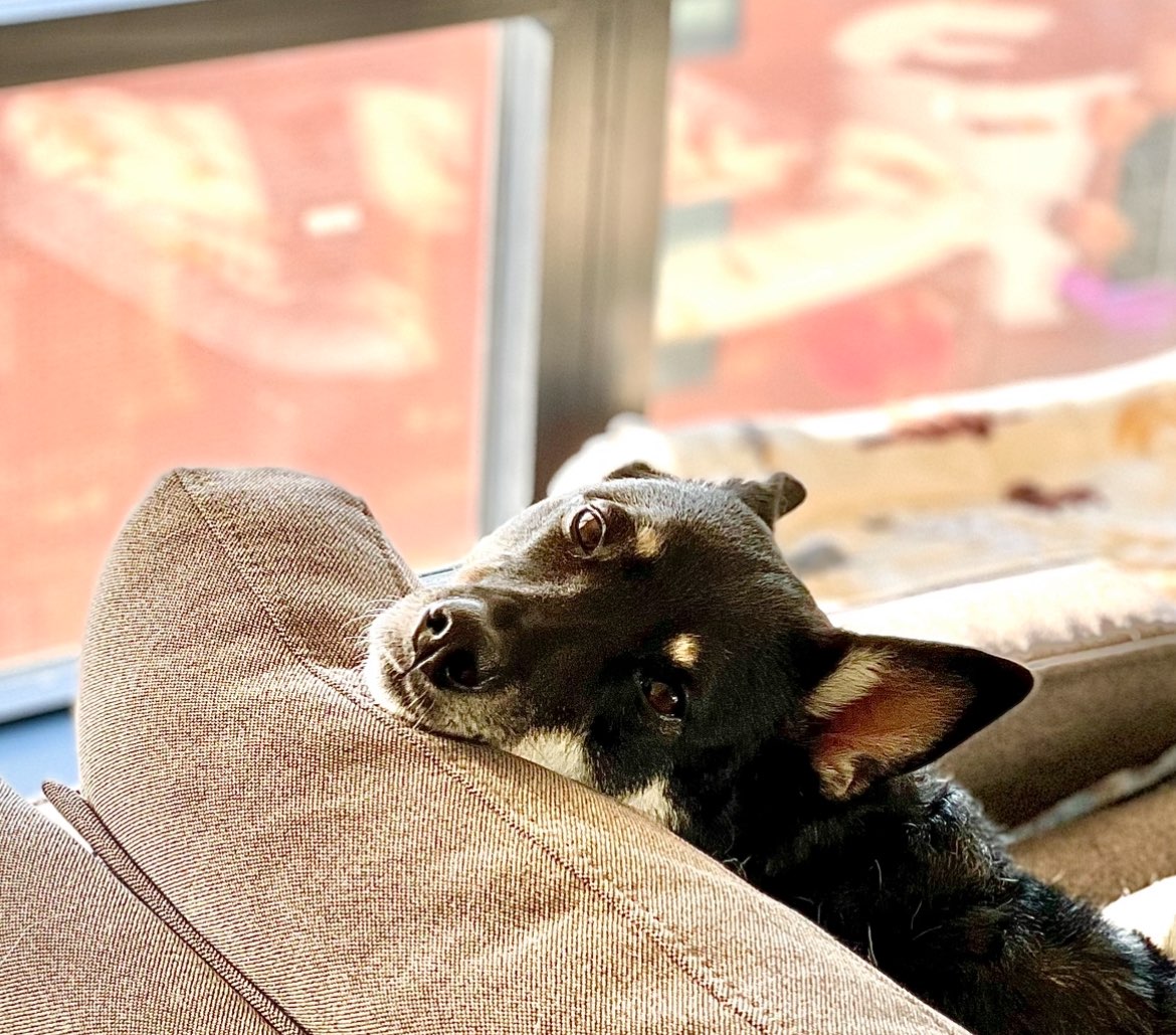 A picture of Harper, a 6 years 5 months old Other Mix dog.