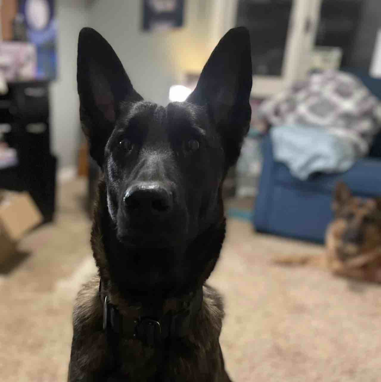 A picture of Mina, a 3 years 6 months old Other dog.