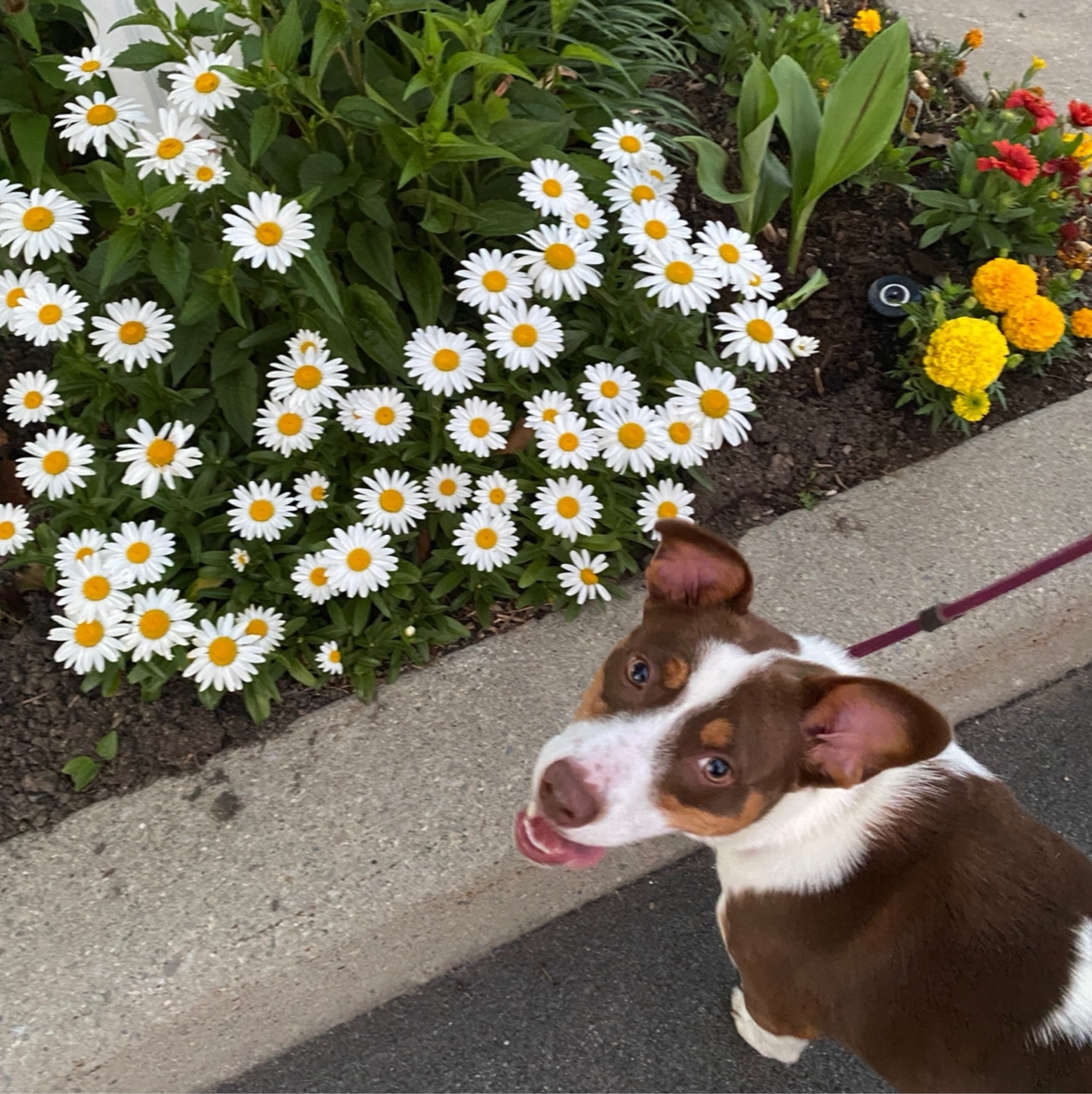 A picture of Daisy, a 10 months old Other Mix dog.