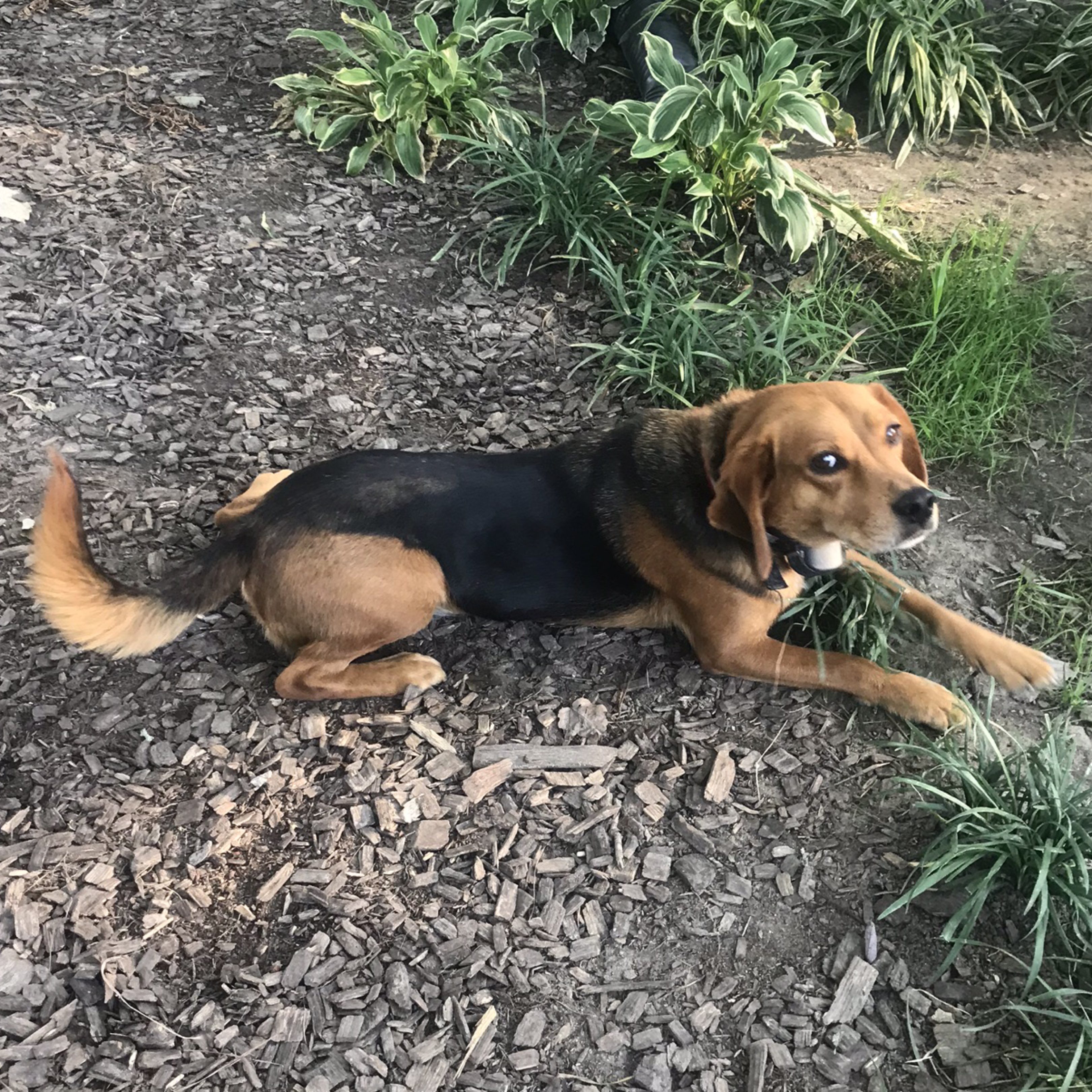 A picture of Zero, a 13 years 10 months old Other dog.