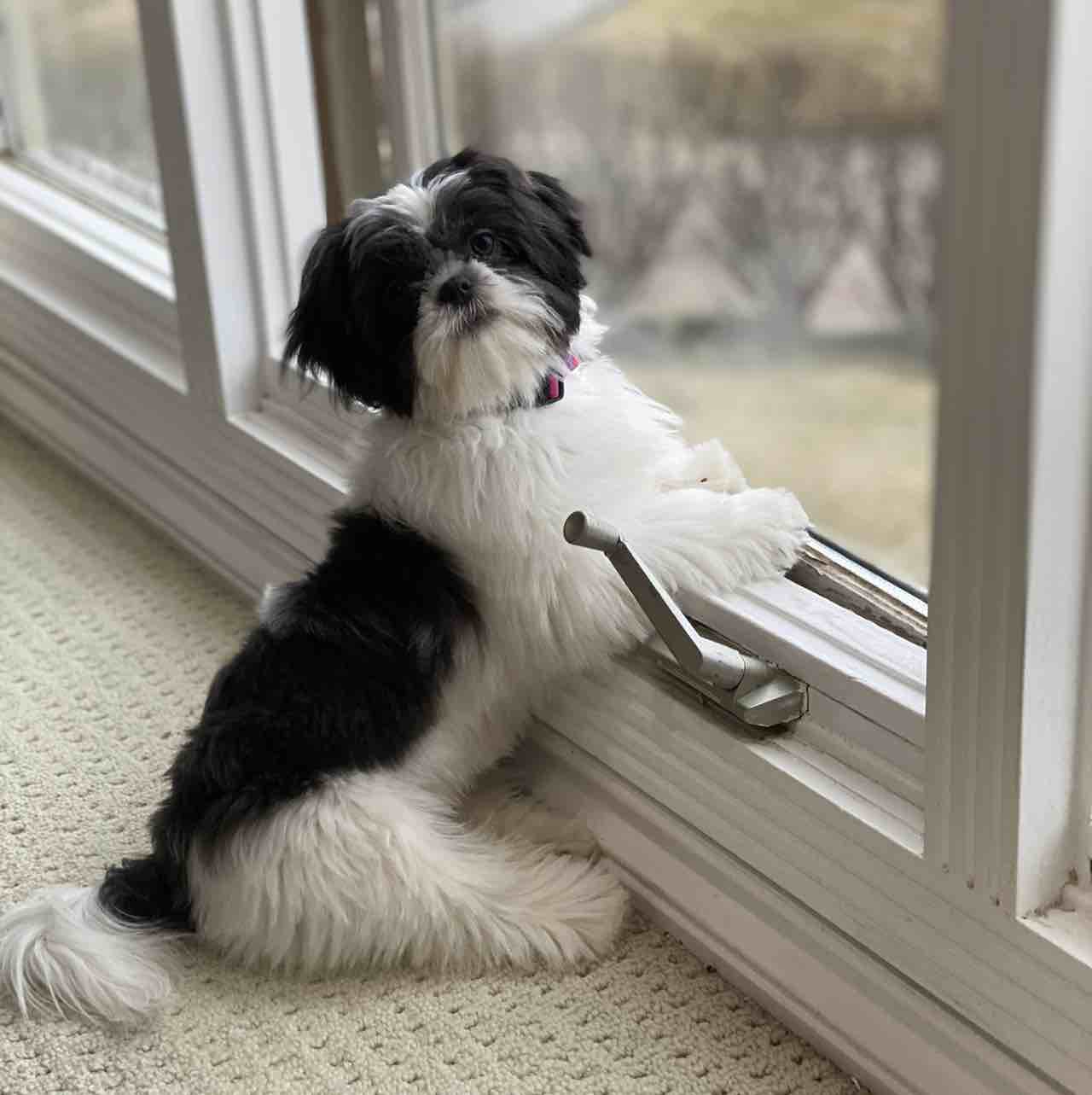 A picture of Panda, a 5 years 8 months old Other dog.