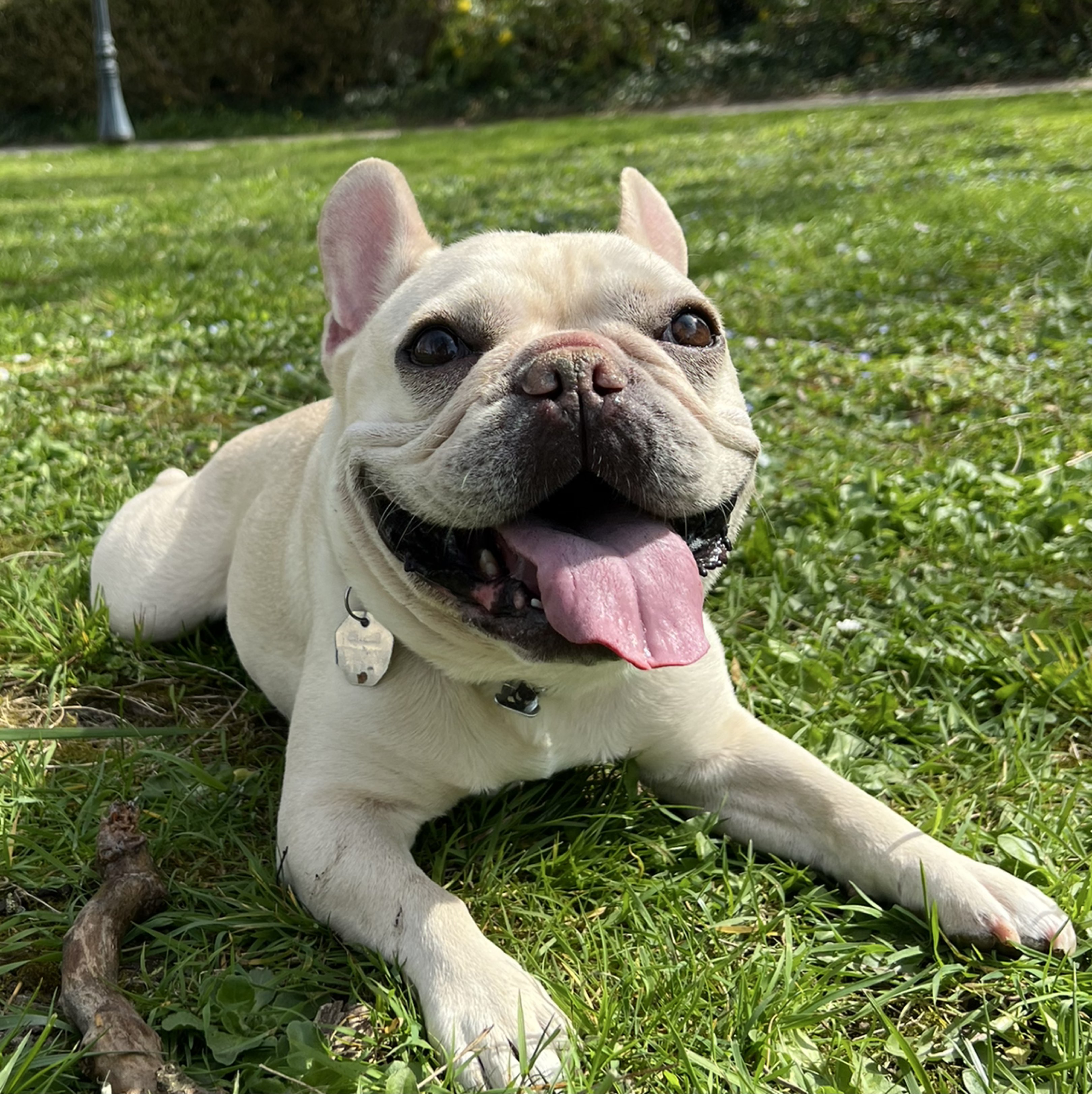 Macaroni | Fi Smart Dog Collar