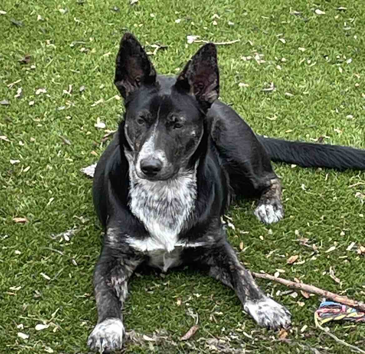 A picture of Fancy - Princess Of Snohomish County, a 1 year 11 months old Other dog.