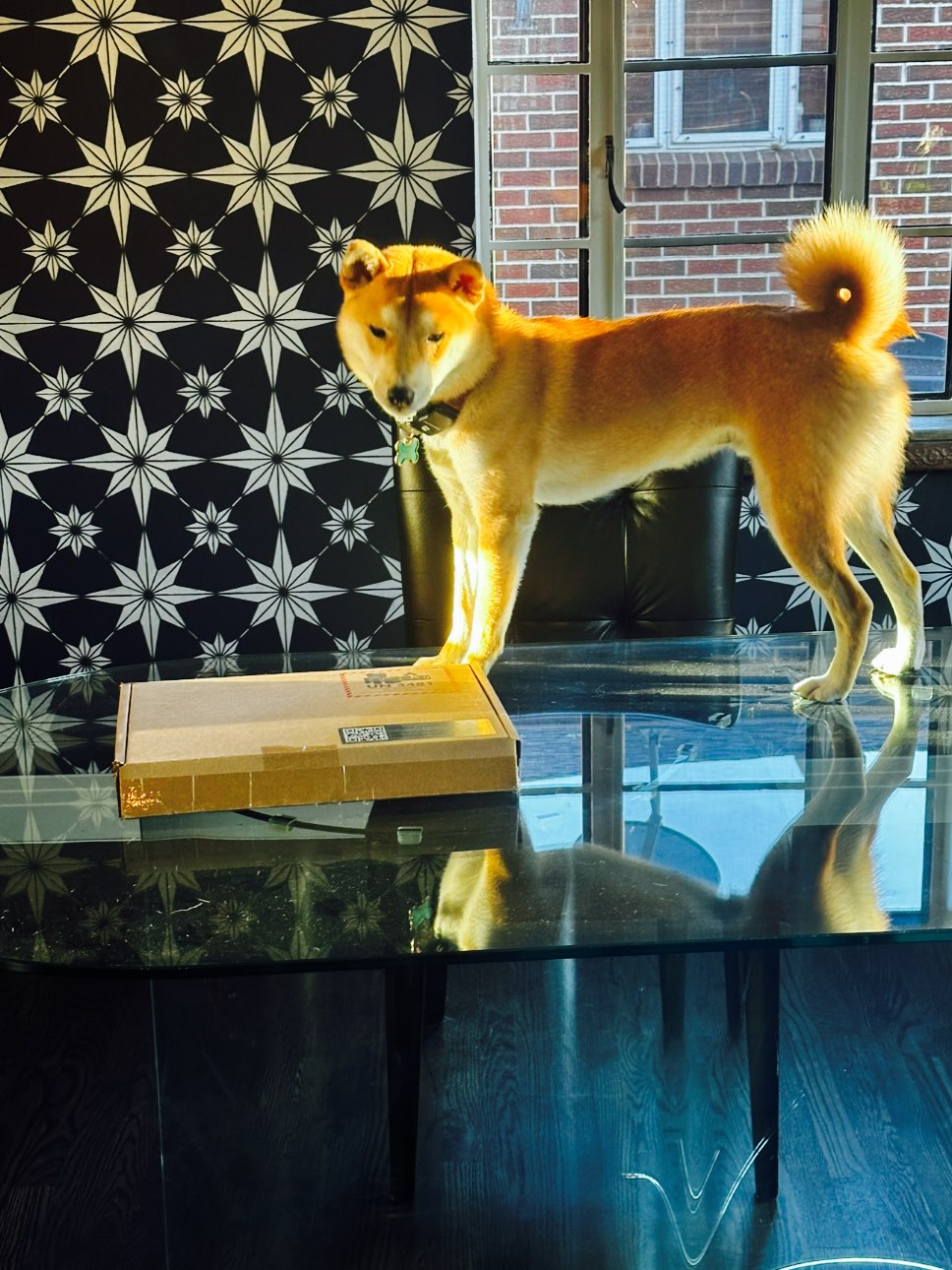 A picture of Ryujin, a 2 years 2 months old Other dog.