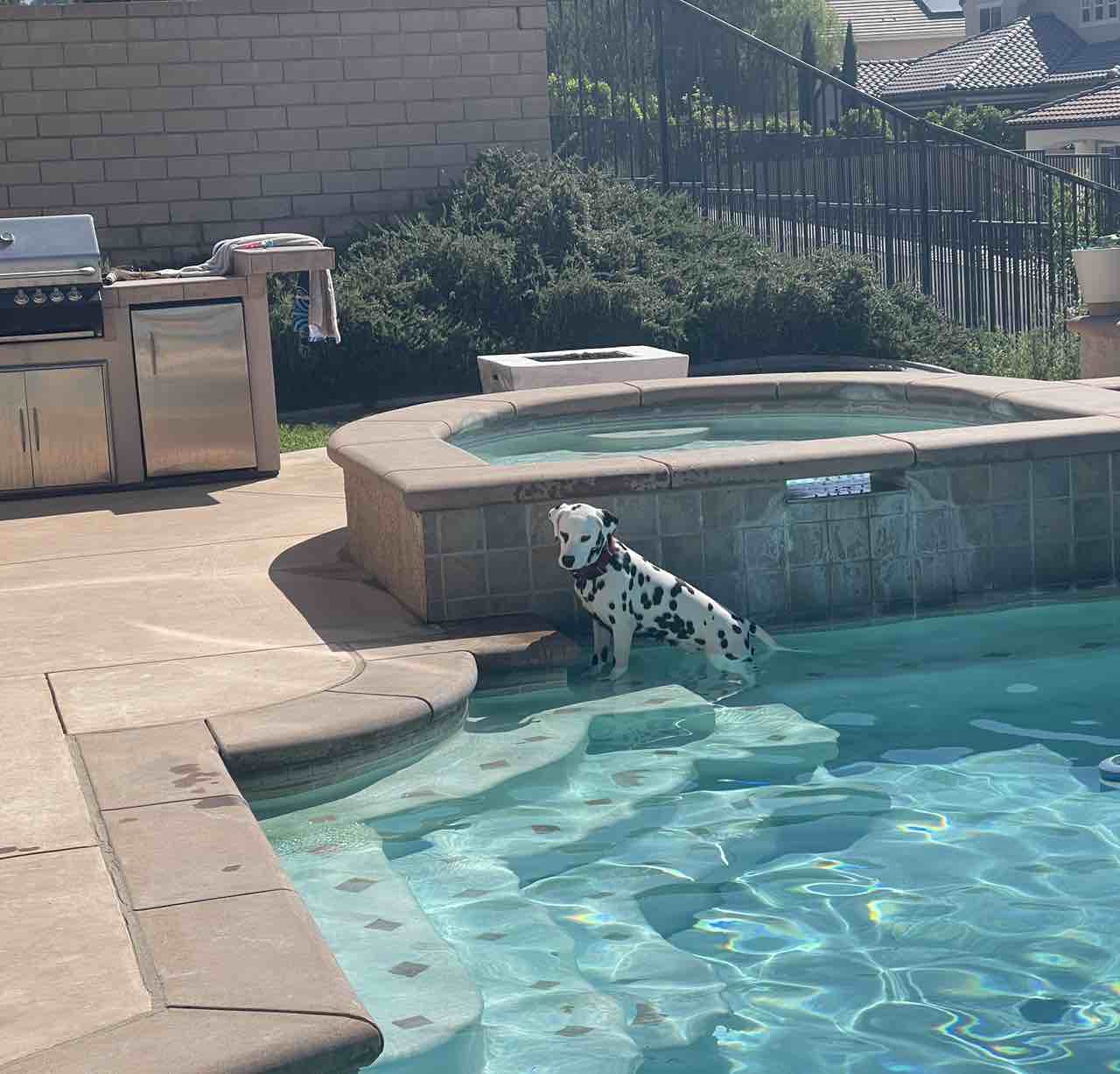 A picture of Bandit, a 3 years 9 months old Other dog.