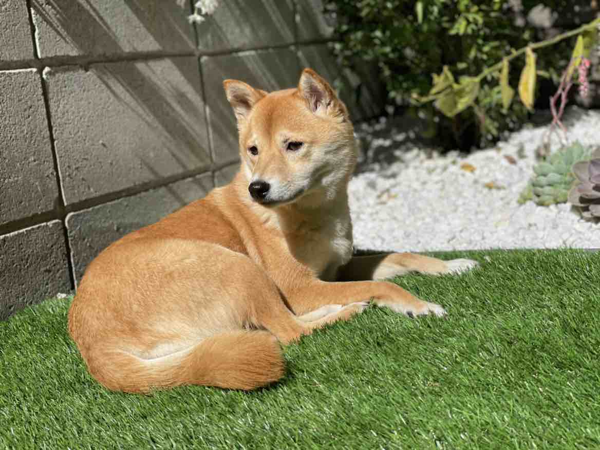 A picture of Akina, a 7 years 8 months old Other dog.