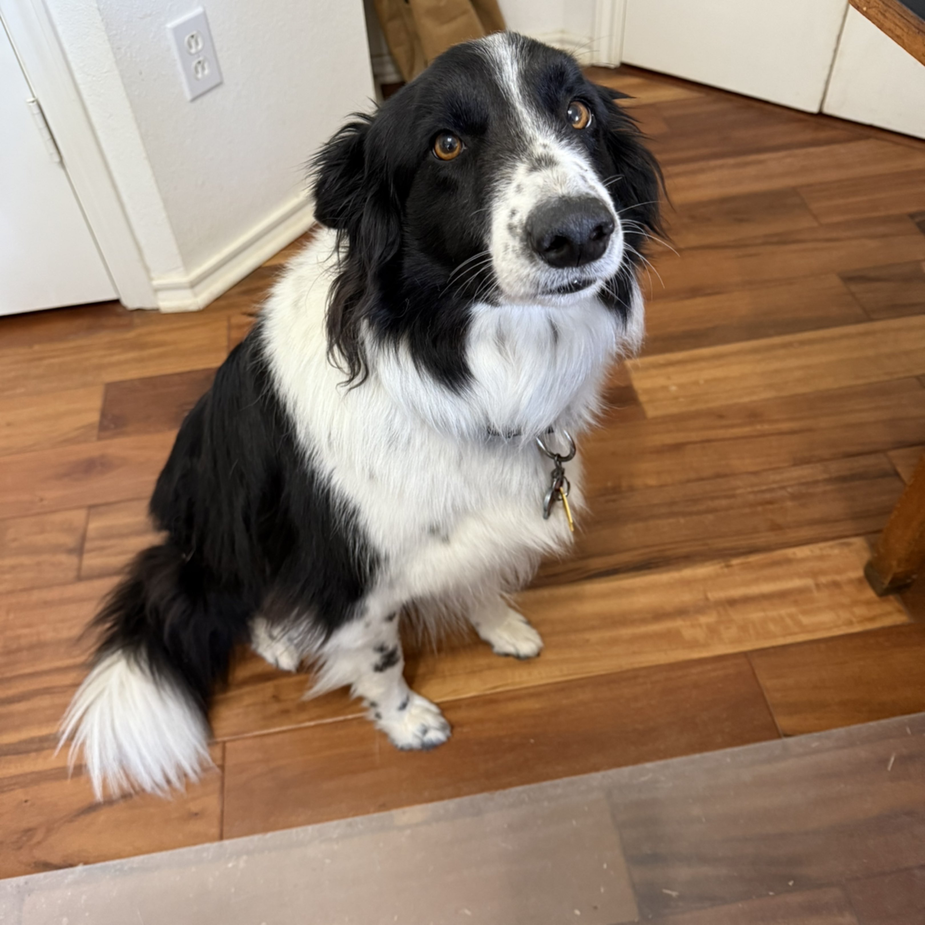 A picture of Luna, a 2 years 1 month old Other dog.