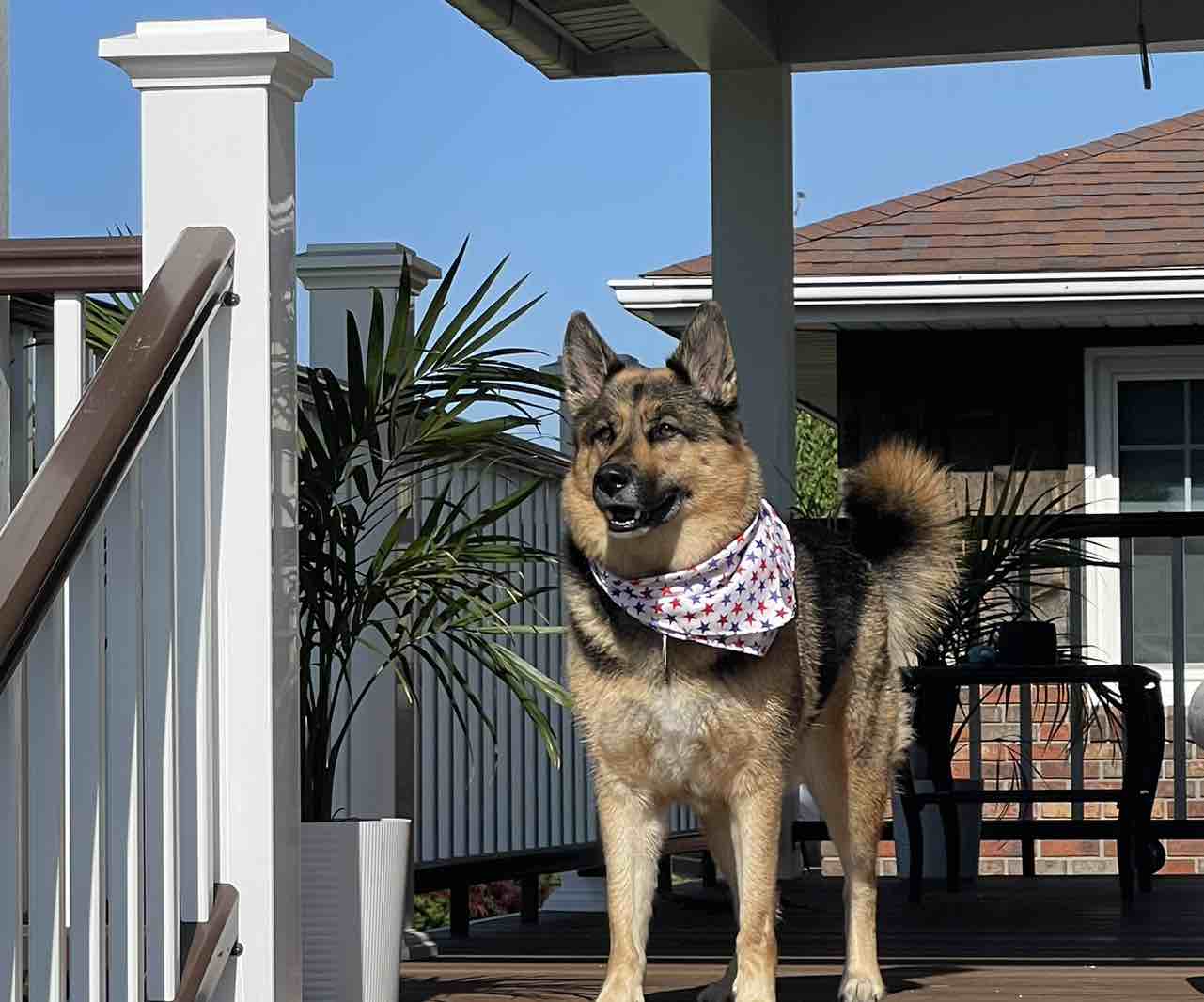A picture of Lacy, a 5 years 10 months old Other Mix dog.