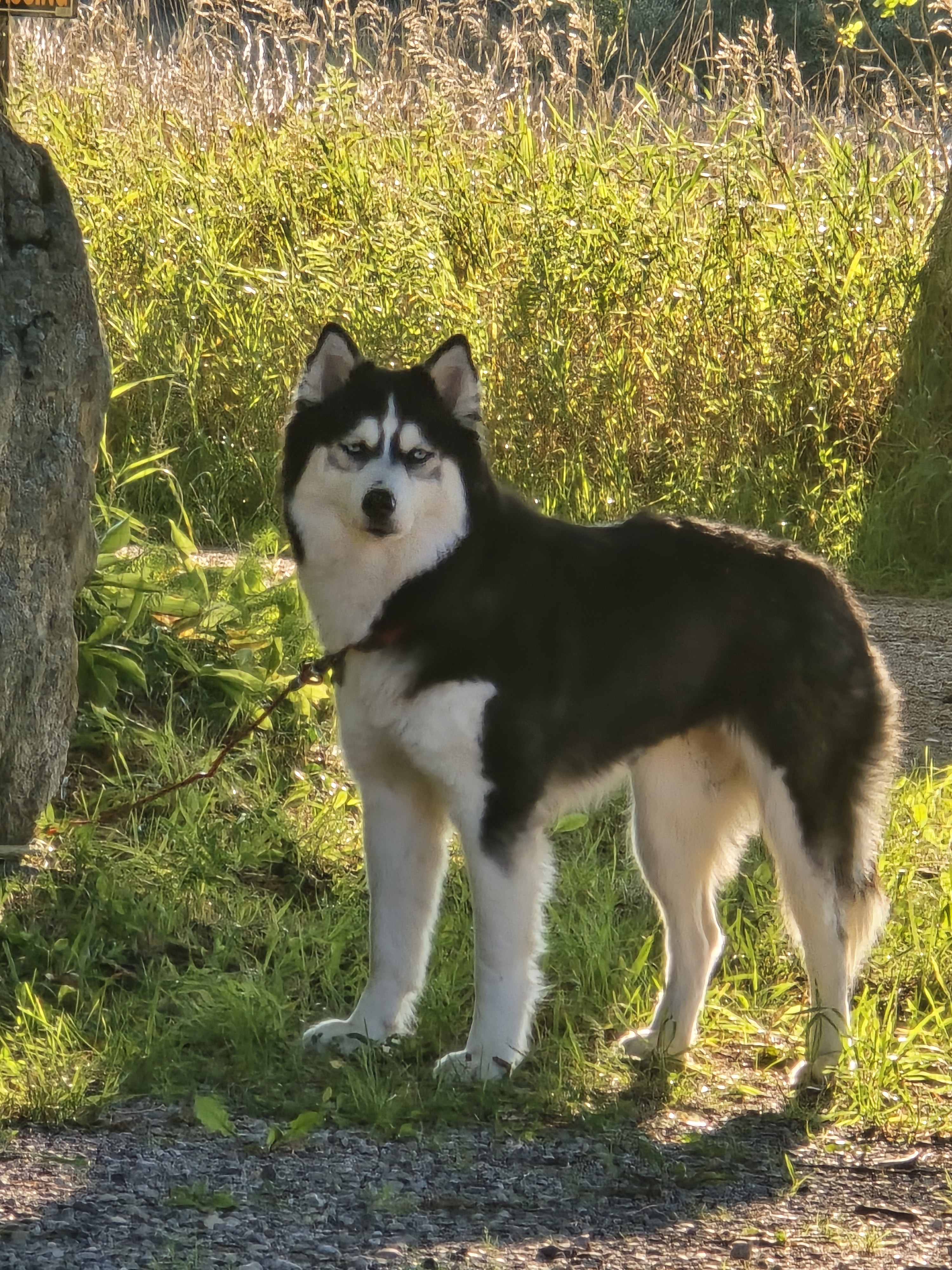 A picture of Nala, a 11 months old Other dog.