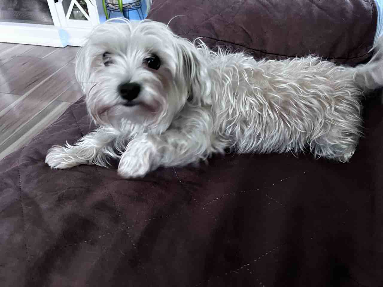 A picture of Shasha, a 6 years 2 months old Other Mix dog.