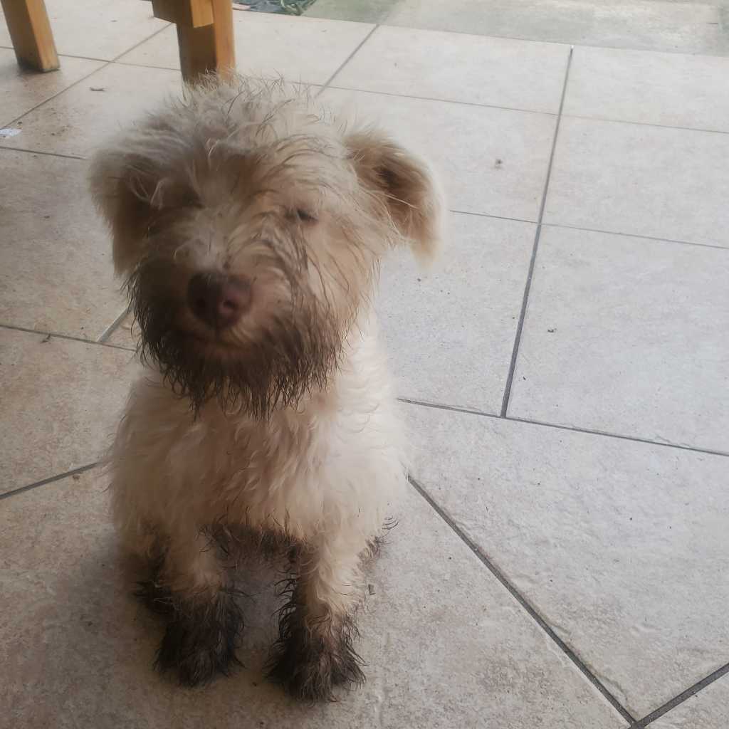 A picture of Sniper, a 5 years 3 months old Other dog.