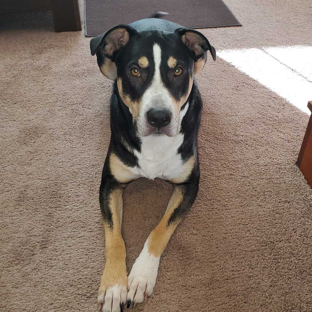 Fi | The World's Smartest Dog Collar