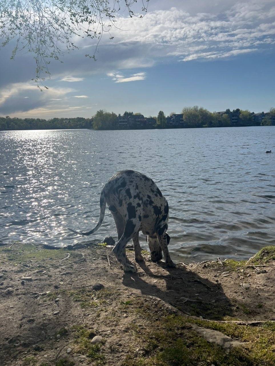 A picture of VooDoo, a 1 year 2 months old Other dog.