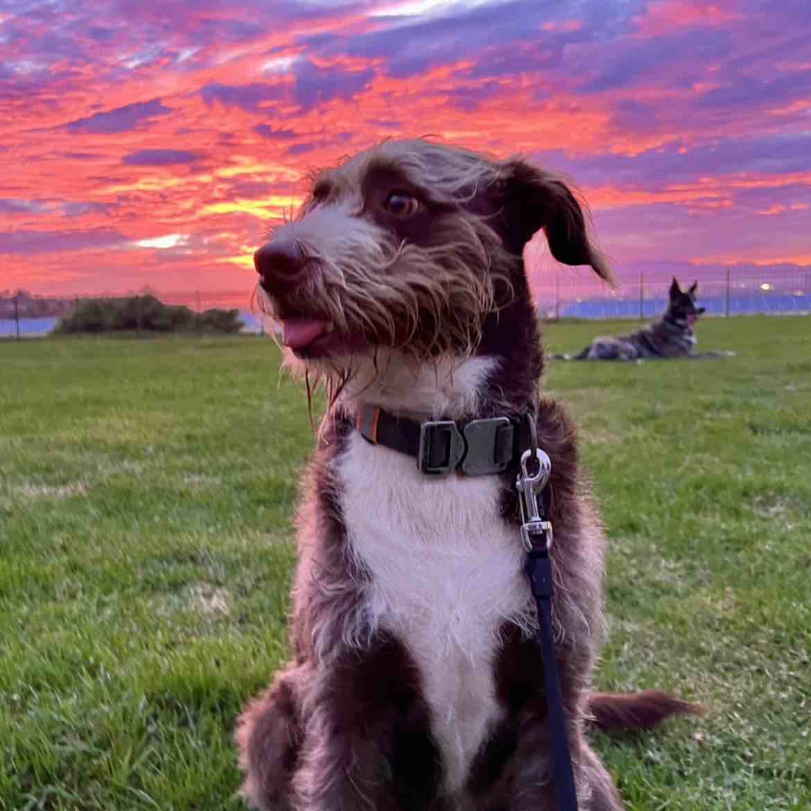 A picture of Jonesy, a 6 years 2 months old Other Mix dog.