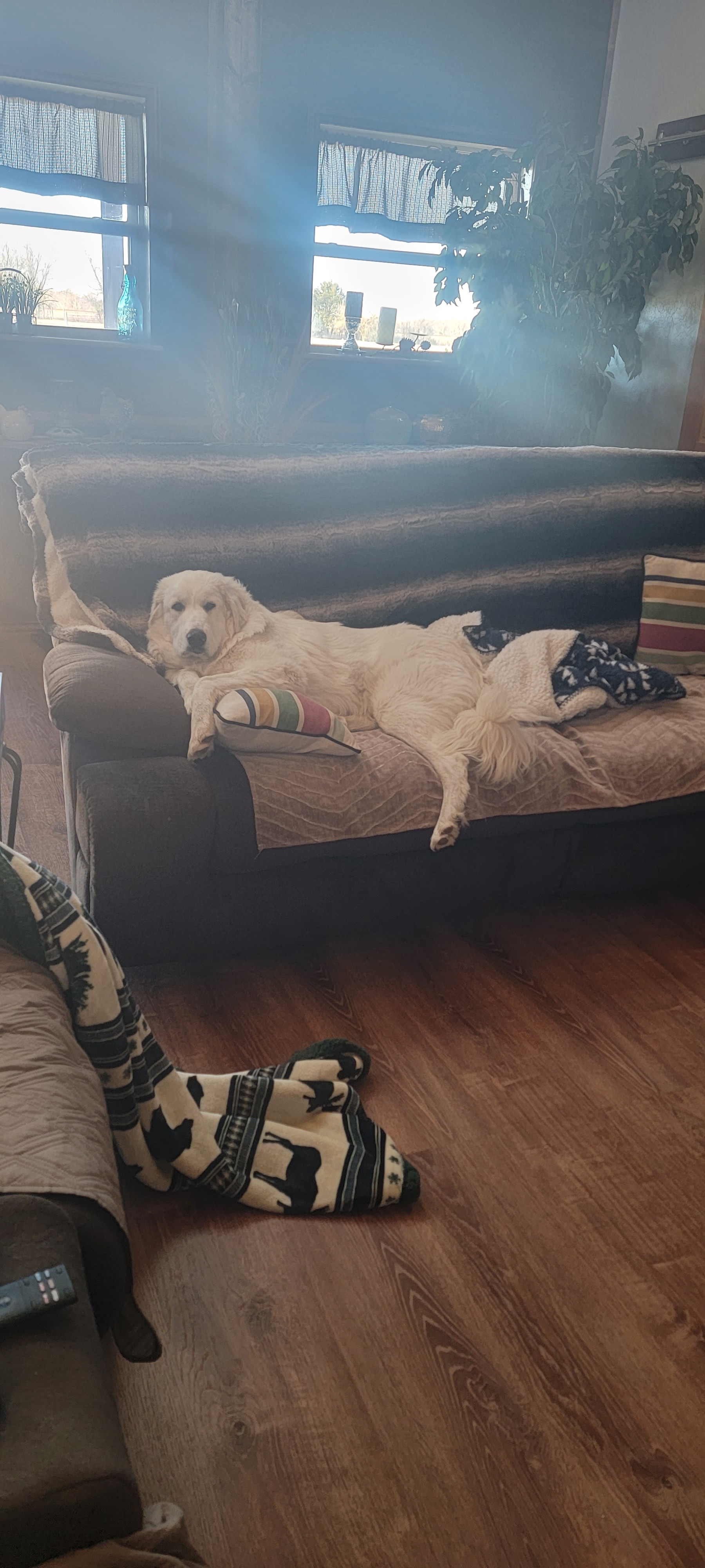 A picture of kit kat, a 2 years 1 month old Other dog.