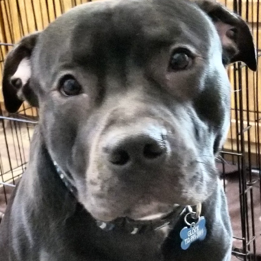 A picture of Glock, a 7 years 8 months old Other dog.