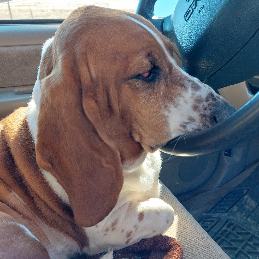 A picture of Milly, a 7 years 4 months old Other dog.
