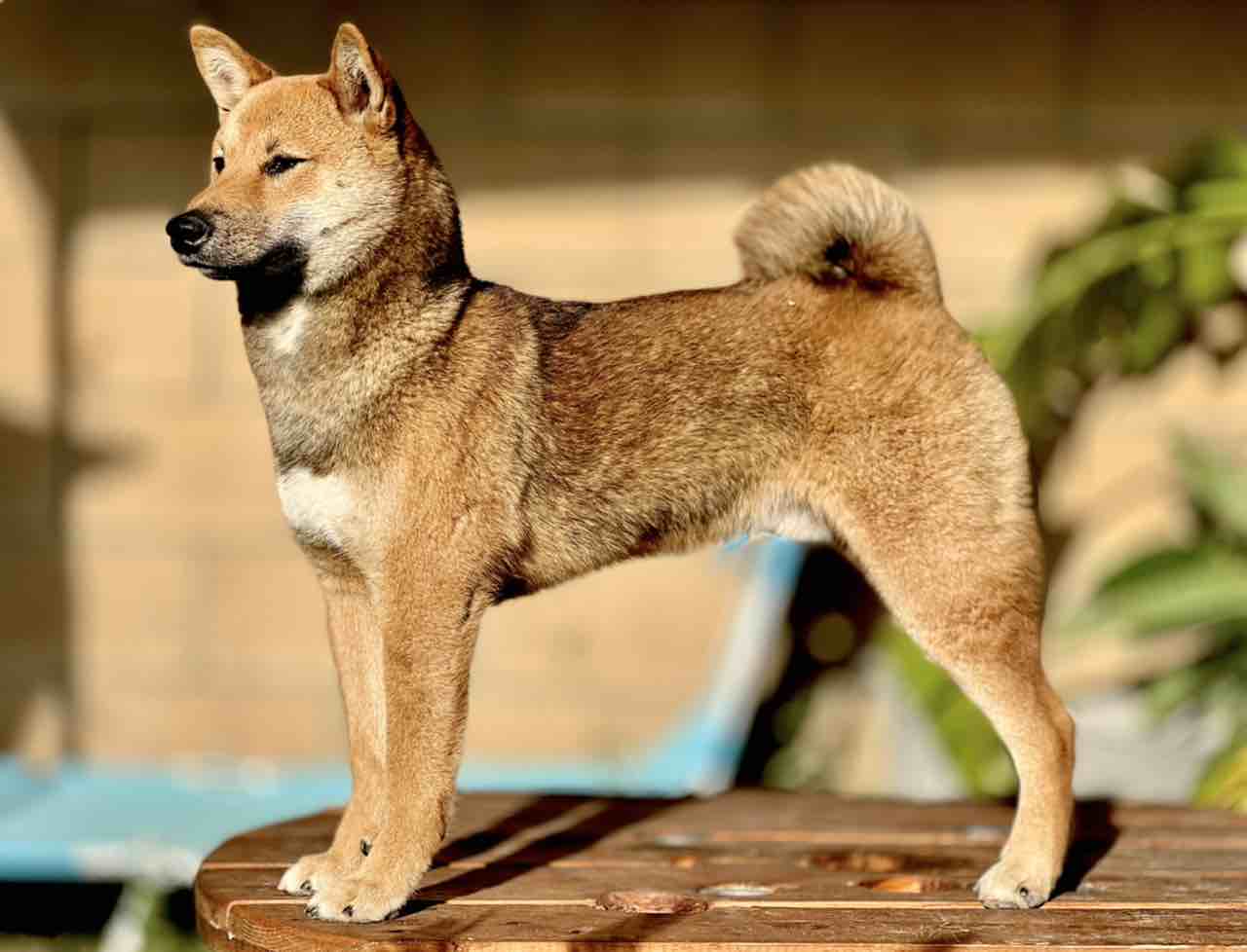 A picture of Ku, a 3 years 9 months old Other dog.