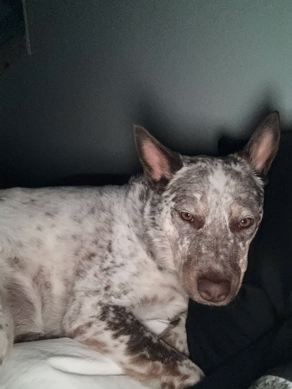 A picture of Gus Wayne, a 4 years old Australian Cattle Dog dog.