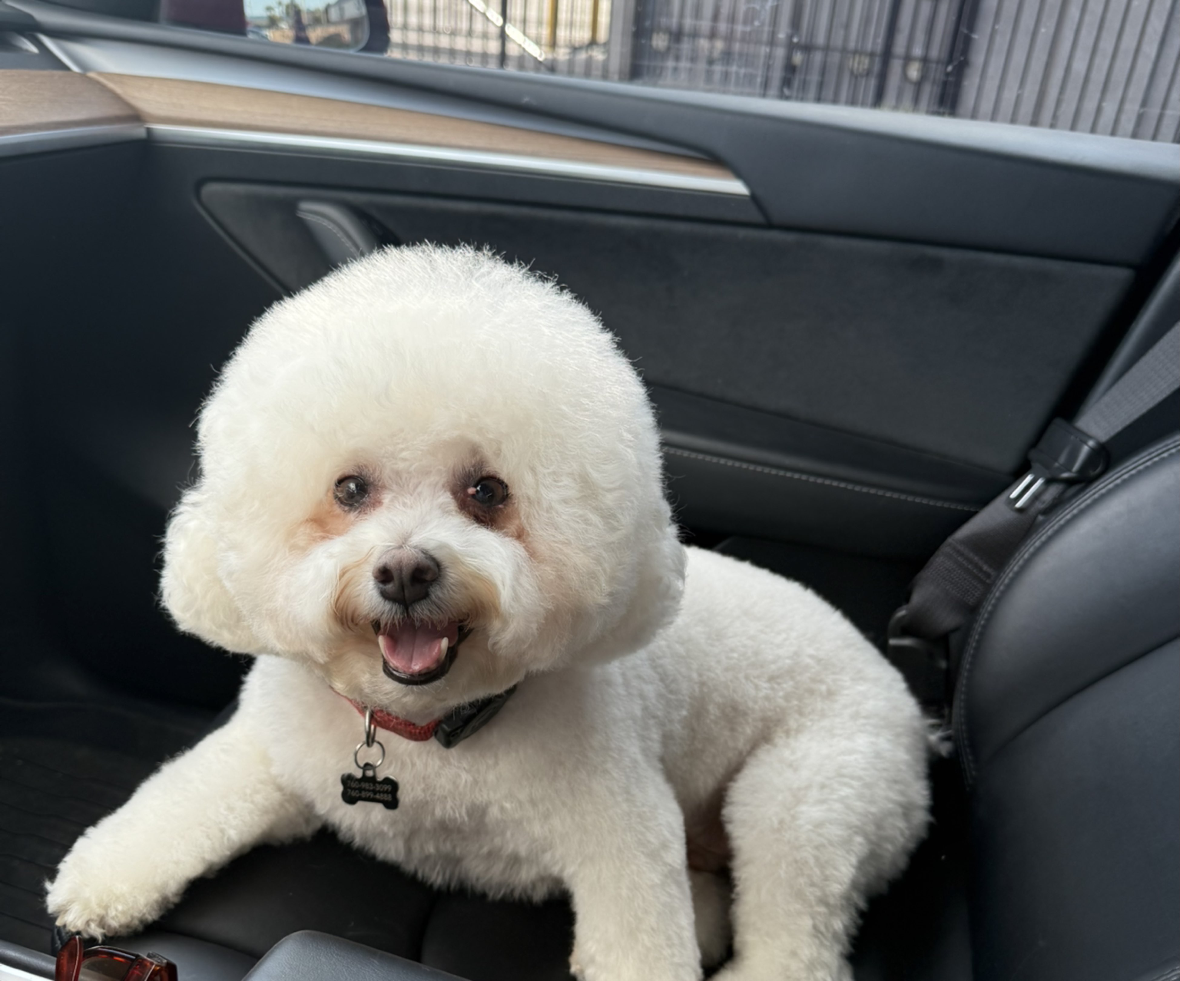 A picture of Rocket, a 6 years 4 months old Other dog.