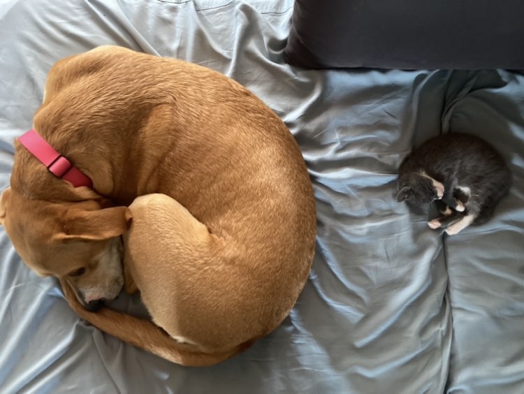 A picture of Sally Gelato Jones Pickles McGee, a 4 years 3 months old Labrador Retriever Mix dog.