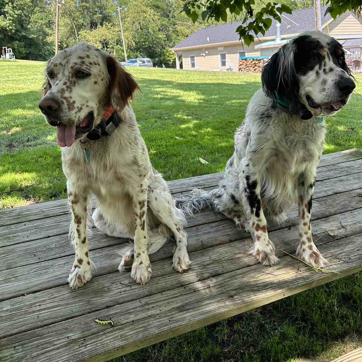 A picture of Remington, a 7 years 5 months old Other dog.