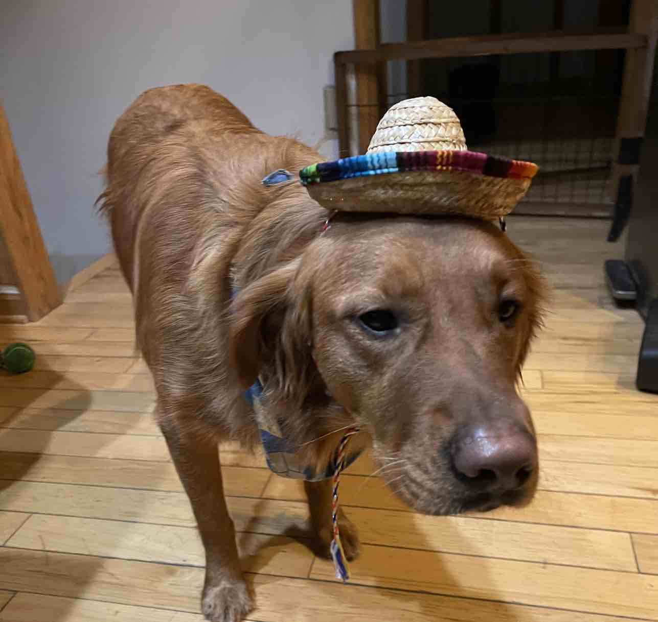 A picture of Canela, a 5 years 7 months old Other dog.