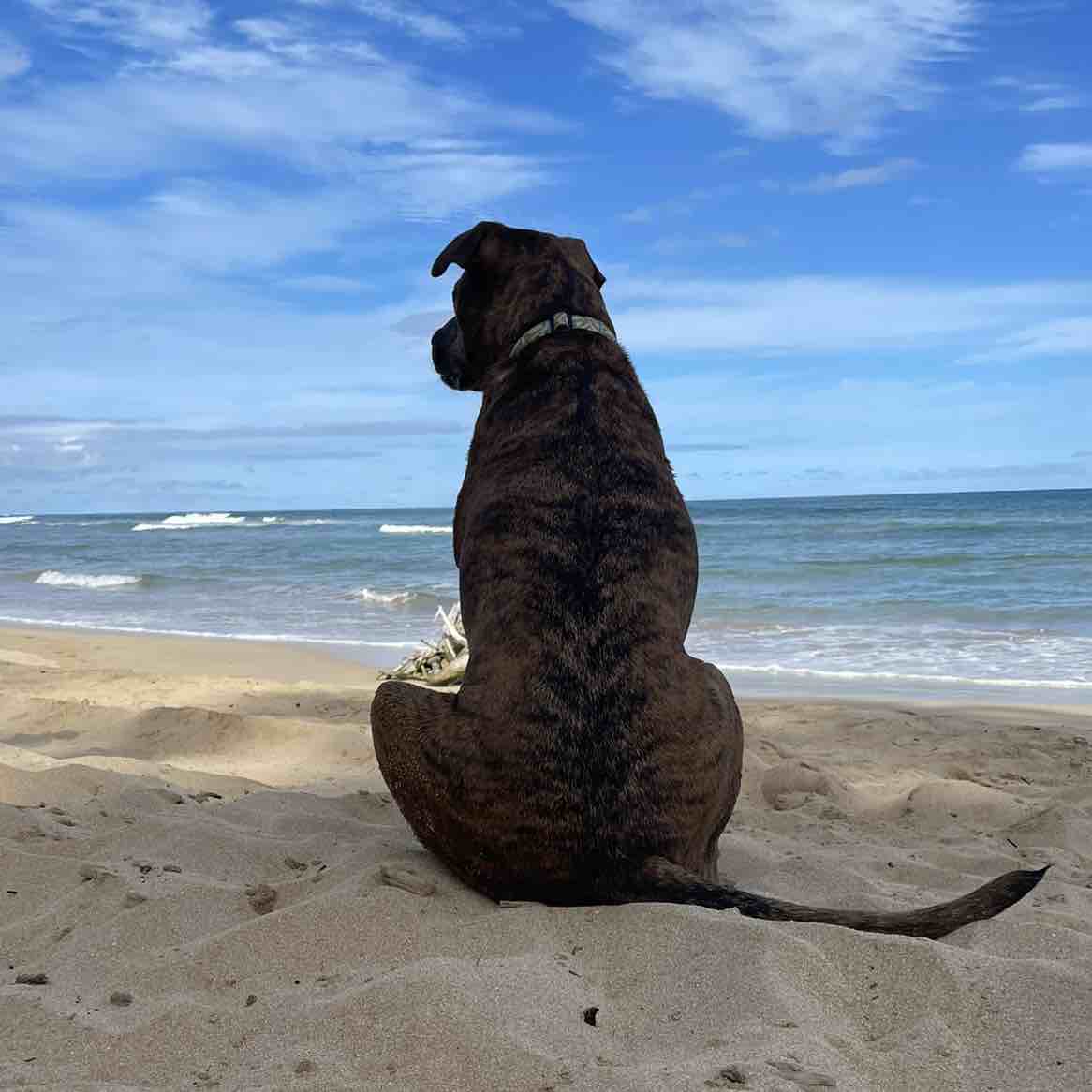 A picture of Meli, a 11 years 6 months old Other Mix dog.