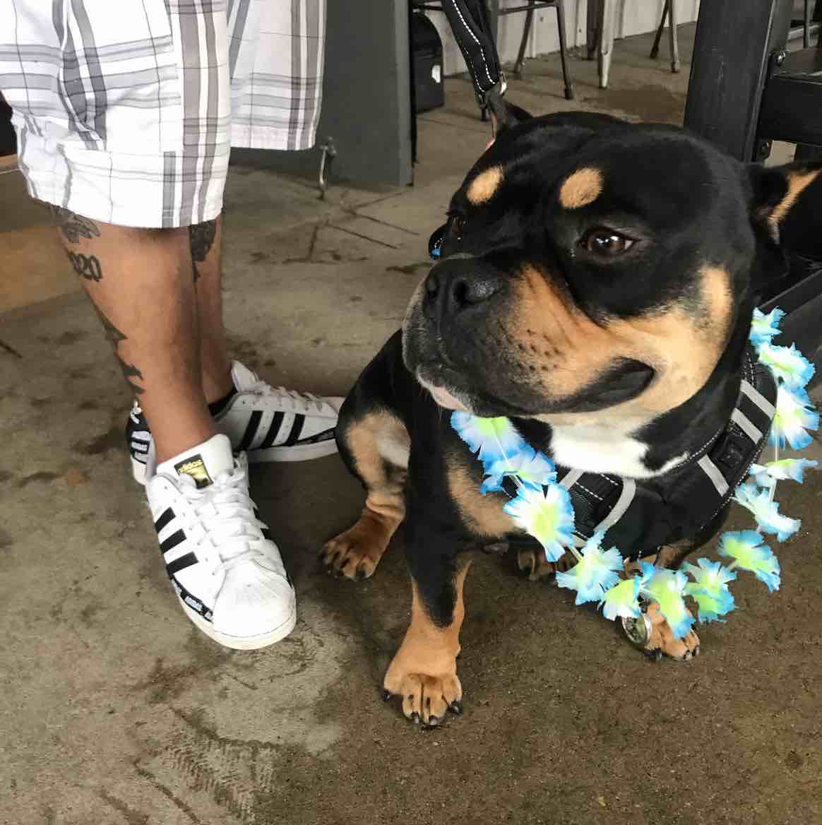 A picture of Damien, a 5 years 9 months old Other dog.