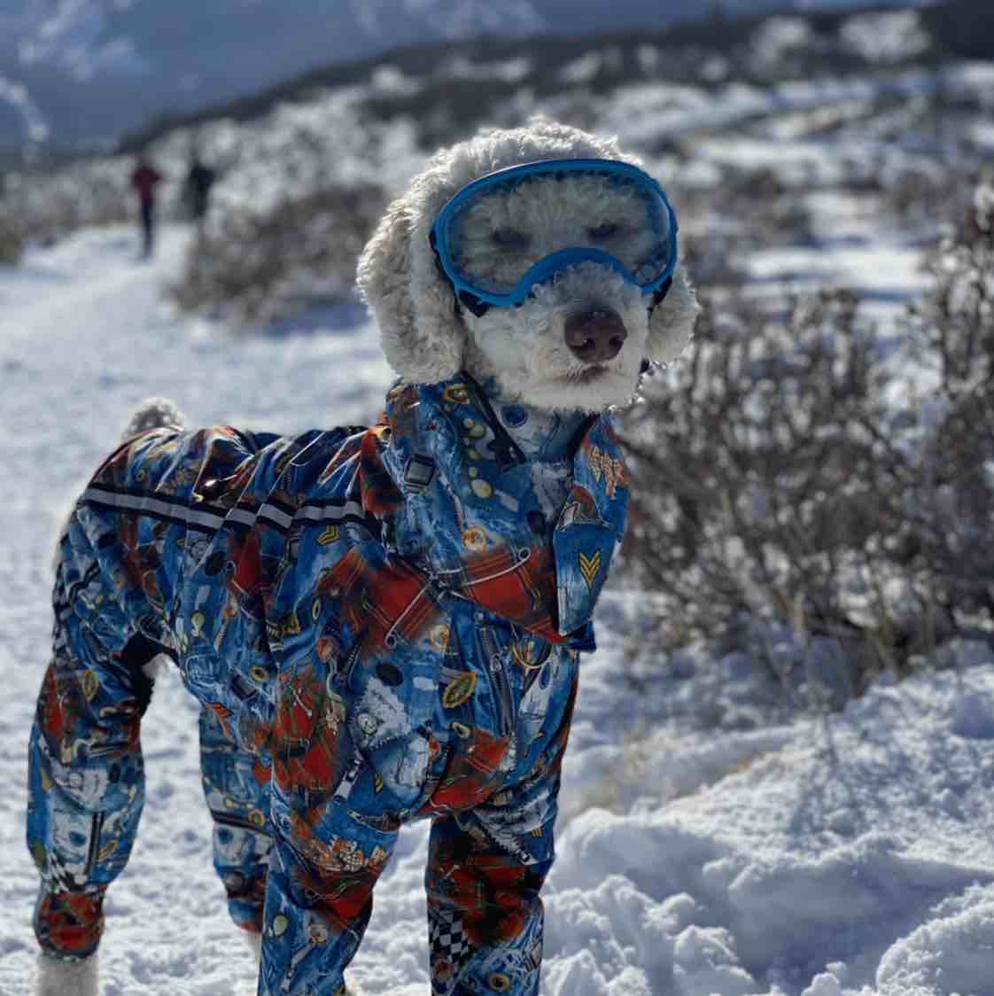 A picture of Soto, a 6 years 5 months old Other dog.