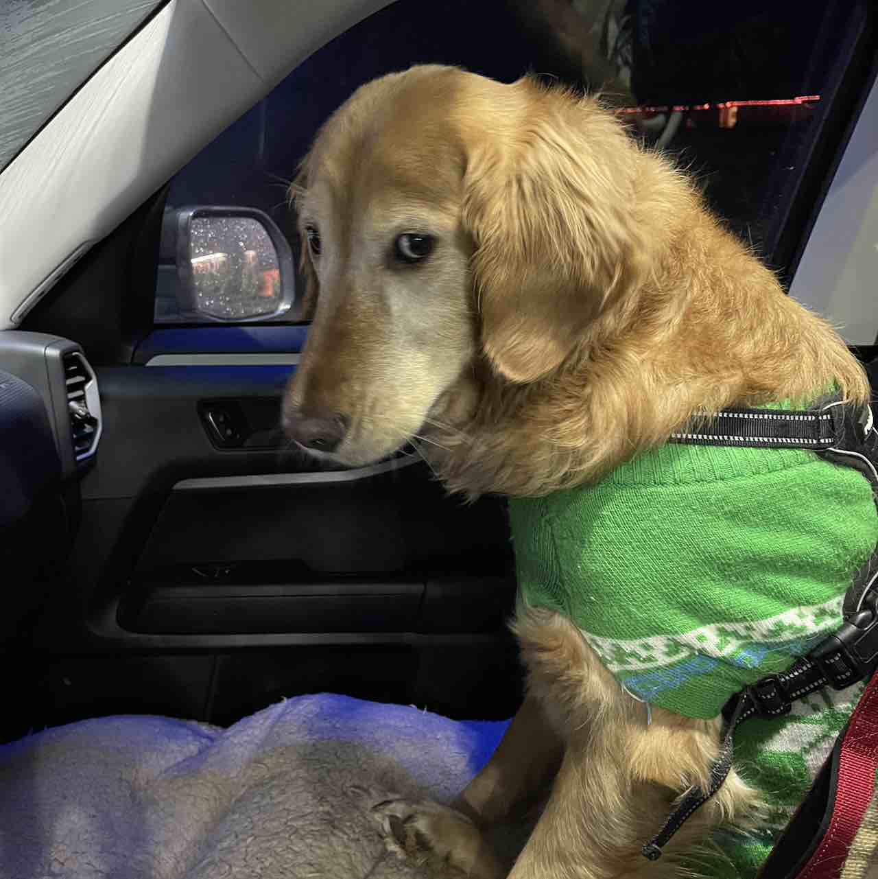 A picture of Dallas, not Texas, a 11 years 8 months old Other dog.